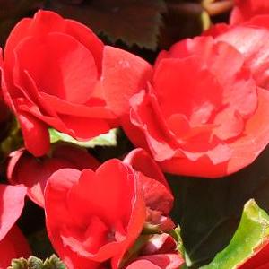 BEGONIA HIEMALIS 'Barkos'