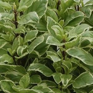 Ocimum citriodorum Pesto Perpetuo (Basilic citronn�)