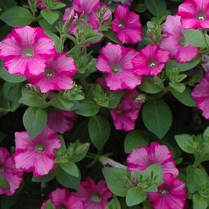 PETUNIA Supertunia Raspberry Blast (�Temari�)