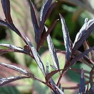 Sureau noir Black Lace