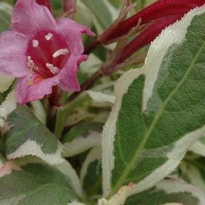 Weigela florida 'My Monet'