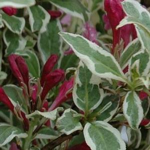 Weigela florida 'My Monet'