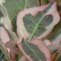 Coloration automnale - Weigela florida 'My Monet'